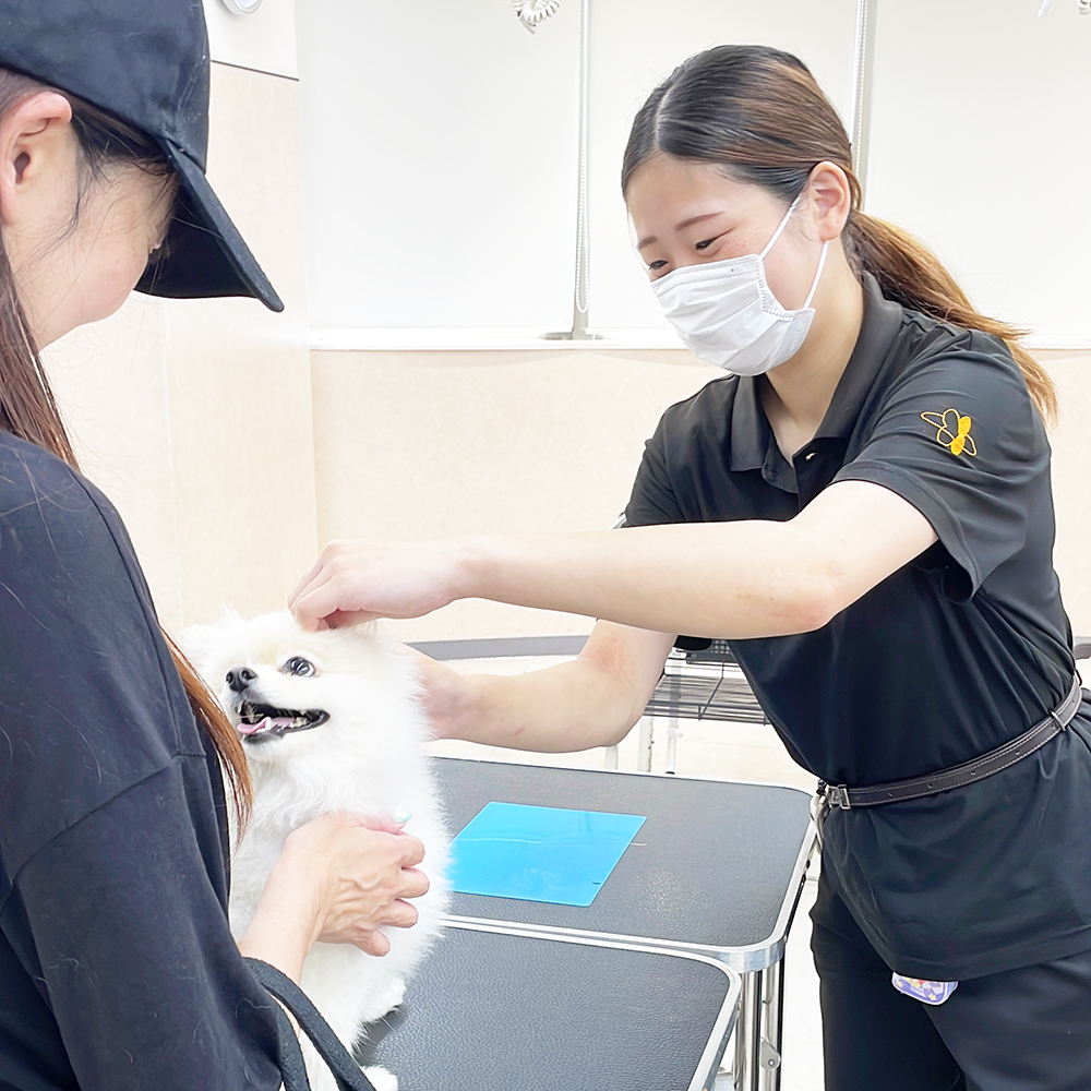 トリミングのお客様の接客実習♪